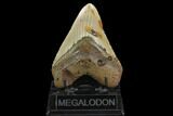 Fossil Megalodon Tooth - North Carolina #124934-3